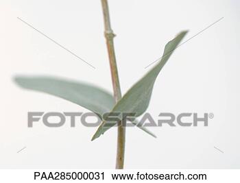 Stock Photography - eucalyptus, close-up. 
fotosearch - search 
stock photos, 
pictures, images, 
and photo clipart