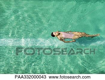 Stock Photo - woman swimming 
in pool, full 
length. fotosearch 
- search stock 
photos, pictures, 
images, and photo 
clipart