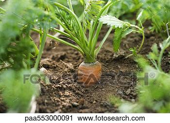 免版税(RF)类图片 - 胡萝卜, 生长, 在中, 蔬菜花