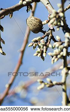 创意设计图片在线 - 杏仁树, 发芽, 特写镜头, 在
