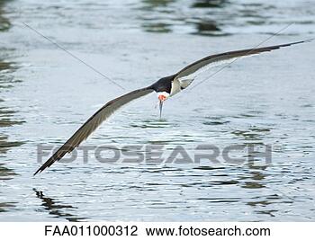 Stock Photo - black skimmer. 
fotosearch - search 
stock photos, 
pictures, images, 
and photo clipart