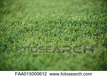 Stock Photo - grass, full frame. 
fotosearch - search 
stock photos, 
pictures, images, 
and photo clipart