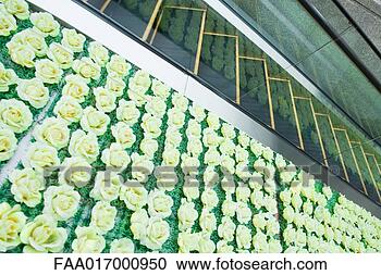 Stock Photography - rose decoration 
and escalator. 
fotosearch - search 
stock photos, 
pictures, images, 
and photo clipart