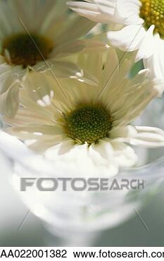 Stock Photo - daisies in stemmed 
glass, close-up. 
fotosearch - search 
stock photos, 
pictures, images, 
and photo clipart