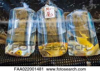 Stock Photography - fish in plastic 
bags. fotosearch 
- search stock 
photos, pictures, 
images, and photo 
clipart