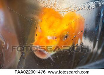 Stock Photo - goldfish in plastic 
bag. fotosearch 
- search stock 
photos, pictures, 
images, and photo 
clipart