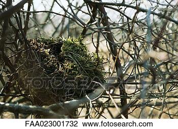 Stock Photo - nest in tree. 
fotosearch - search 
stock photos, 
pictures, images, 
and photo clipart