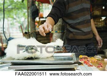 Stock Photography - poultry on scale 
in market. fotosearch 
- search stock 
photos, pictures, 
images, and photo 
clipart