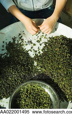 Stock Image - woman sorting 
tea leaves, cropped 
view of hands. 
fotosearch - search 
stock photos, 
pictures, images, 
and photo clipart