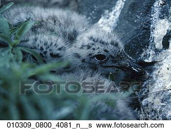 Stock Photo - seagulls, birds, 
seabirds, chicks, 
babies, ring-billed 
gull, nature. 
fotosearch - search 
stock photos, 
pictures, images, 
and photo clipart