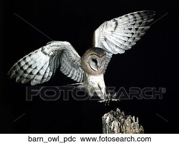 Stock Photography - post, barn owl, 
landing, avian, 
bird, animal, 
barn_owl. fotosearch 
- search stock 
photos, pictures, 
images, and photo 
clipart