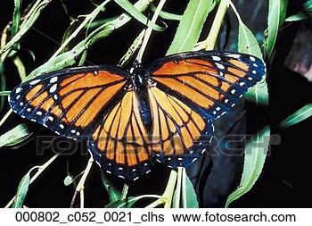 arthropode-vice-roi-insecte_~000802_c052_0021_clhs.jpg