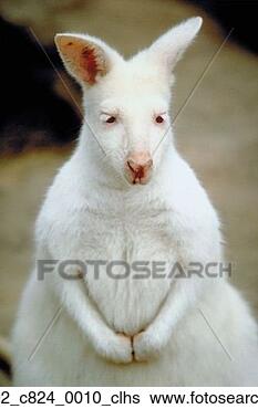 Banco de Imagem - albino,  mamífero, 
 branca,  wallaby, 
 marsupial,  animal. 
fotosearch - busca 
de fotos, imagens 
e clipart