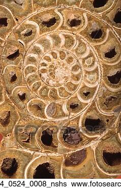 Stock Photo - ammonite, fossil, 
museum, paleontology, 
fossilization, 
rock, artifact. 
fotosearch - search 
stock photos, 
pictures, images, 
and photo clipart