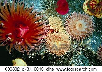 example coelenterates
