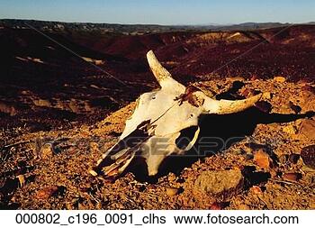 Stock Photo - skull, united 
states, steer, 
southwest, usa, 
horizon, north 
america. fotosearch 
- search stock 
photos, pictures, 
images, and photo 
clipart