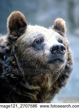Banco de Imagem - urso,  ursine, 
 animal. fotosearch 
- busca de fotos, 
imagens e clipart