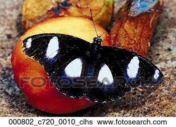 Stock Photo - butterfly, outside, 
daylight, daytime, 
day, outdoors. 
fotosearch - search 
stock photos, 
pictures, images, 
and photo clipart