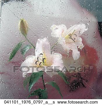 Stock Photo - attractiveness, 
 accrual,  ambiance, 
 amassing,  accumulation. 
fotosearch - search 
stock photos, 
pictures, images, 
and photo clipart