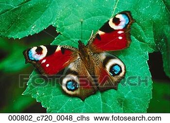 Stock Photo - nature, inachis-io, 
leaves, leaf, 
insect, outdoors, 
butterfly. fotosearch 
- search stock 
photos, pictures, 
images, and photo 
clipart