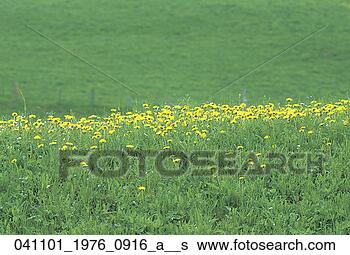 Stock Photo - amassing,  accretion, 
 afternoon,  accumulation, 
 accrual,  ambiance. 
fotosearch - search 
stock photos, 
pictures, images, 
and photo clipart