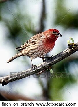 Stock Photo - bird, branch, 
finch, avian, 
animal. fotosearch 
- search stock 
photos, pictures, 
images, and photo 
clipart