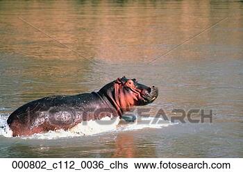 Stock Photo - wading,  mammal, 
 splashing,  hippopotamus 
amphibius,  hippo, 
 water. fotosearch 
- search stock 
photos, pictures, 
images, and photo 
clipart