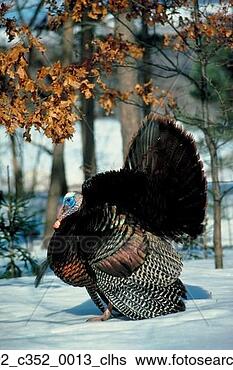 Stock Photo - trees, one animal, 
snow, game bird, 
wild animal, turkey, 
bird. fotosearch 
- search stock 
photos, pictures, 
images, and photo 
clipart