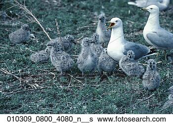 Stock Photo - larus delawarensis, 
 birds,  ring-billed 
gull,  seagulls, 
 seabirds. fotosearch 
- search stock 
photos, pictures, 
images, and photo 
clipart