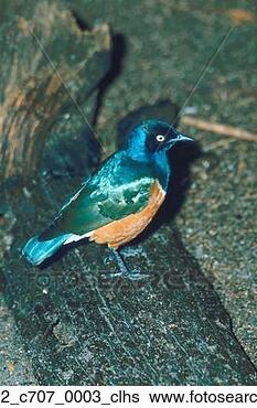 Stock Photo - outside, bird, 
outdoors, colorful, 
avian, animal. 
fotosearch - search 
stock photos, 
pictures, images, 
and photo clipart