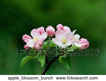 Stock Photo - flower, flora, 
apple blossom. 
fotosearch - search 
stock photos, 
pictures, images, 
and photo clipart