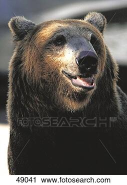 Arquivo de Fotografia - urso,  ursine, 
 animal. fotosearch 
- busca de fotos, 
imagens e clipart