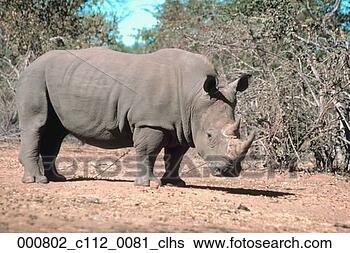 Stock Photo - standing, mammal, 
ceratotherium 
simum, white rhinoceros, 
rhino, animal. 
fotosearch - search 
stock photos, 
pictures, images, 
and photo clipart