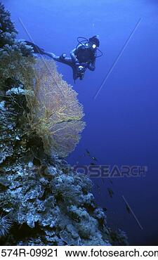 Stock Photography - tubbataha reef 
national marine 
park palawan philippines. 
fotosearch - search 
stock photos, 
pictures, images, 
and photo clipart