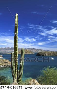 Stock Photography - cordan cactus 
bay of concepcion 
baja california 
sur mexico. fotosearch 
- search stock 
photos, pictures, 
images, and photo 
clipart