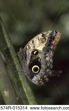 Stock Photo - owl butterfly. 
fotosearch - search 
stock photos, 
pictures, images, 
and photo clipart