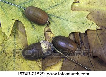Stock Photograph - acorns on leaves 
in autumn. fotosearch 
- search stock 
photos, pictures, 
images, and photo 
clipart