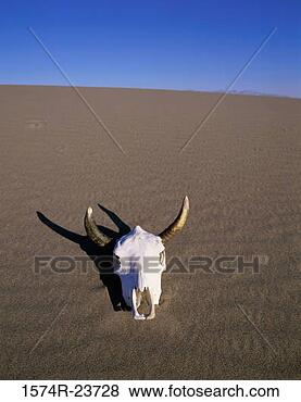 Stock Photo - animal skull in 
a desert, death 
valley national 
park, california, 
usa. fotosearch 
- search stock 
photos, pictures, 
images, and photo 
clipart