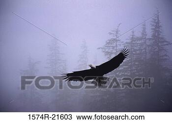 Stock Photo - bald eagle in 
flight. fotosearch 
- search stock 
photos, pictures, 
images, and photo 
clipart