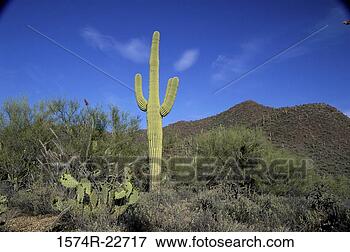 Picture - cactus plant at 
saguaro national 
park, arizona, 
usa. fotosearch 
- search stock 
photos, pictures, 
images, and photo 
clipart