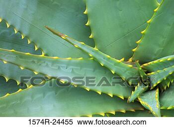 Stock Image - close-up of an 
agave plant, balboa 
park, san diego, 
california, usa. 
fotosearch - search 
stock photos, 
pictures, images, 
and photo clipart