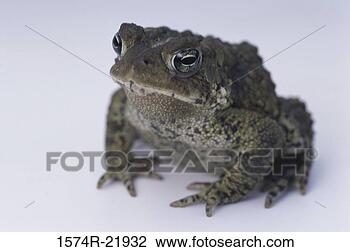 Stock Photo - close-up of an 
american toad. 
fotosearch - search 
stock photos, 
pictures, images, 
and photo clipart