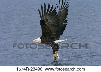 Stock Photography - close-up of a 
bald eagle capturing 
a fish in its 
claw (haliaeetus. 
fotosearch - search 
stock photos, 
pictures, images, 
and photo clipart