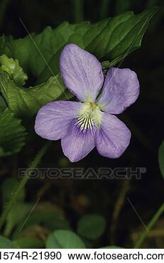 Stock Photography - close-up of a 
blue violet flower. 
fotosearch - search 
stock photos, 
pictures, images, 
and photo clipart