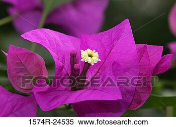 Stock Image - close-up of a 
bougainvillea 
flower. fotosearch 
- search stock 
photos, pictures, 
images, and photo 
clipart