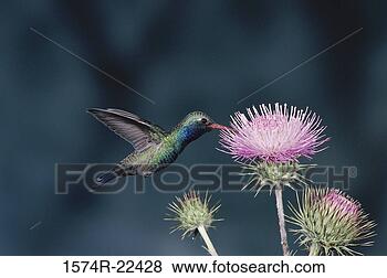 Stock Photo - close-up of a 
broad-billed hummingbird 
(cynanthus latirostris). 
fotosearch - search 
stock photos, 
pictures, images, 
and photo clipart