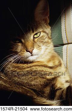 Stock Photo - close-up of a 
cat. fotosearch 
- search stock 
photos, pictures, 
images, and photo 
clipart