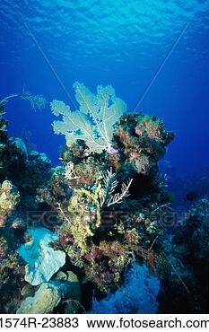 Stock Photo - close-up of coral 
in the sea. fotosearch 
- search stock 
photos, pictures, 
images, and photo 
clipart