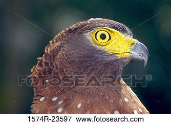 Picture - close-up of a 
crested serpent 
eagle (spilornis 
cheela). fotosearch 
- search stock 
photos, pictures, 
images, and photo 
clipart