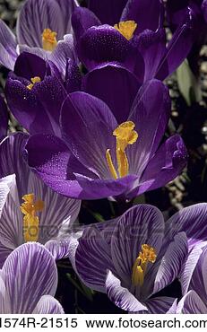 Stock Image - close-up of crocus 
flowers. fotosearch 
- search stock 
photos, pictures, 
images, and photo 
clipart